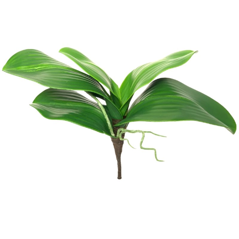 Folha Orquidea Raiz G Ap 0057g Lily