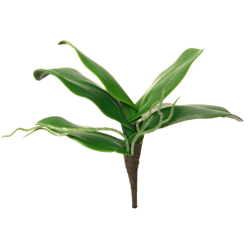 Folha Orquidea Raiz P Ap 0057p Lily