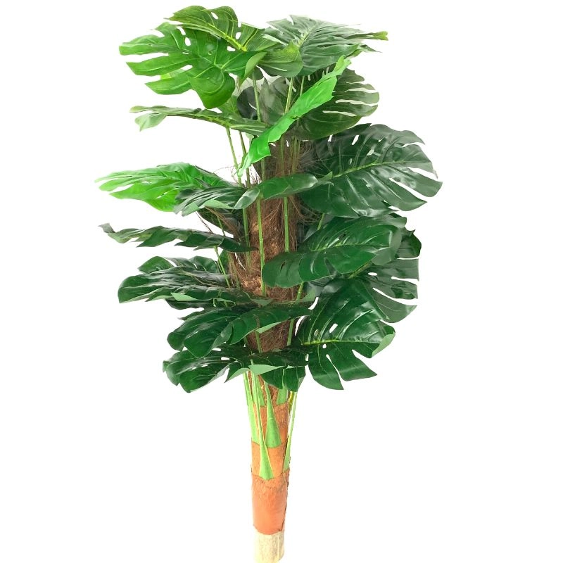 Arvore Costela Adao M Av 0001m Lily