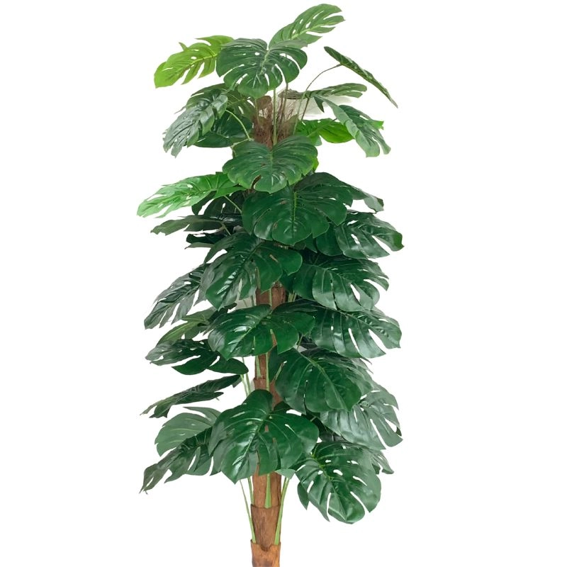 Arvore Costela Adao G Av 0001g Lily