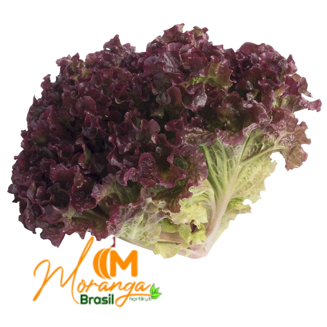 Alface Crespa Roxa