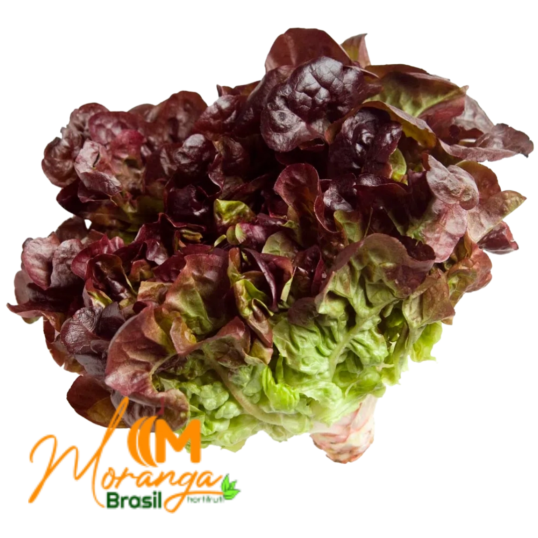 Alface Hidrop Crespa Roxa