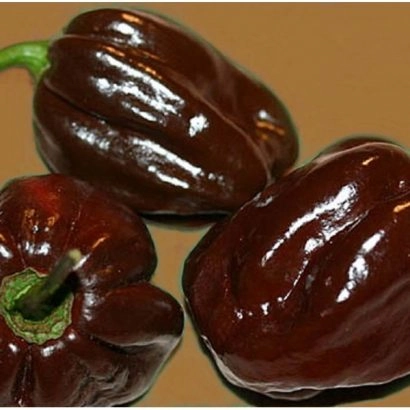 Pimenta Habanero
