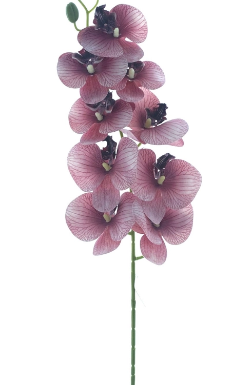 Haste Orquidea Phalaenopsis X9 97cm 40117vh Bela Flor