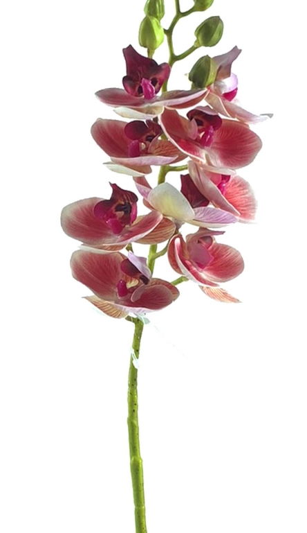 Haste Orquidea Phalaenopsis X9 64cm 40232rs Bela Flor