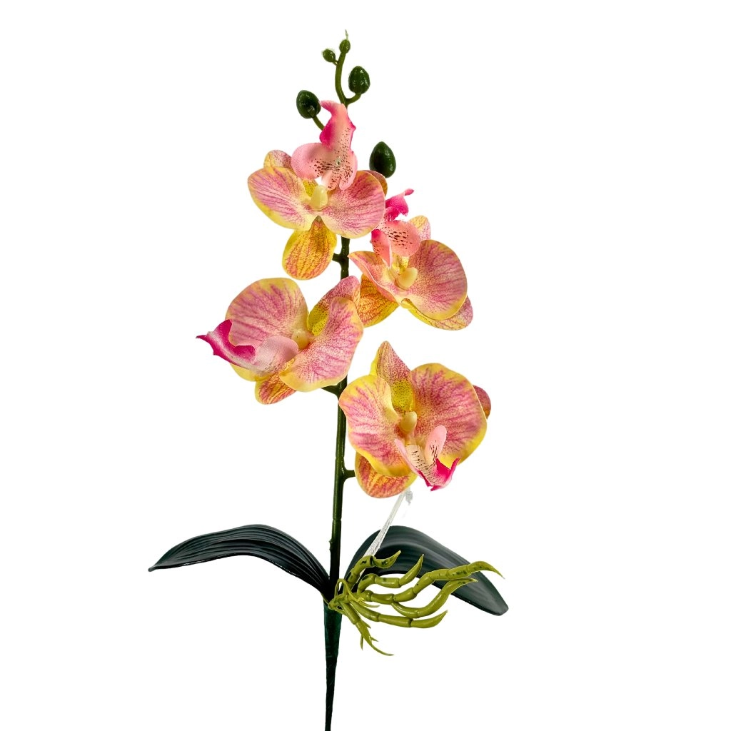 Haste Orquidea Phalaenopsis Raiz Salmao 4 Flores 39cm 41968sl Bela Flor