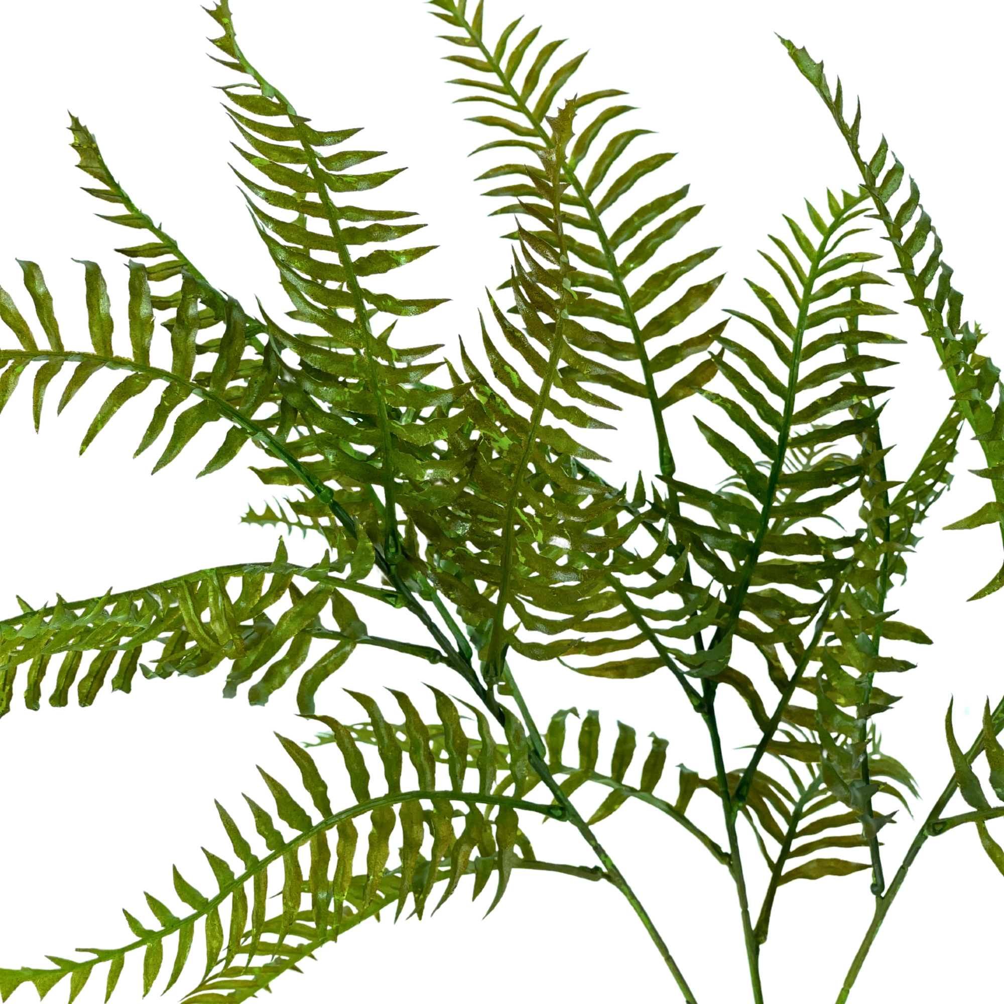 Buque Samambaia Americana X3 50cm 42125 Bela Flor