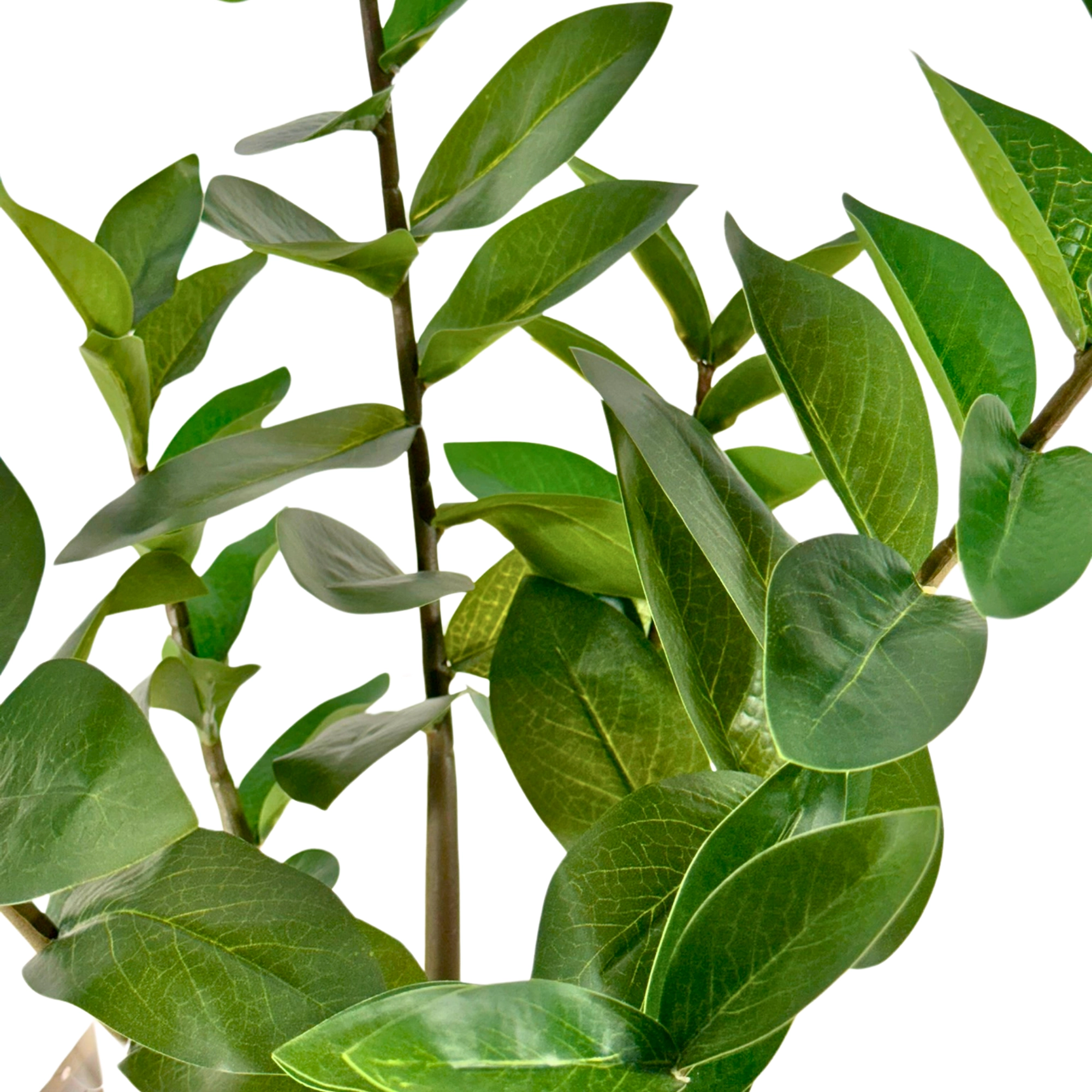 Arvore Zamioculca Pote X6 65cm 42757 Bela Flor