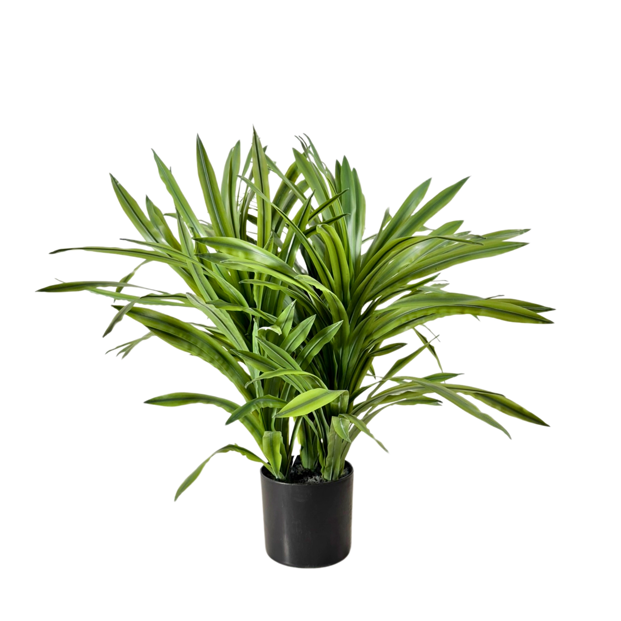 Arvore Dracena Pote 180 Folhas X3 60cm 43175 Bela Flor