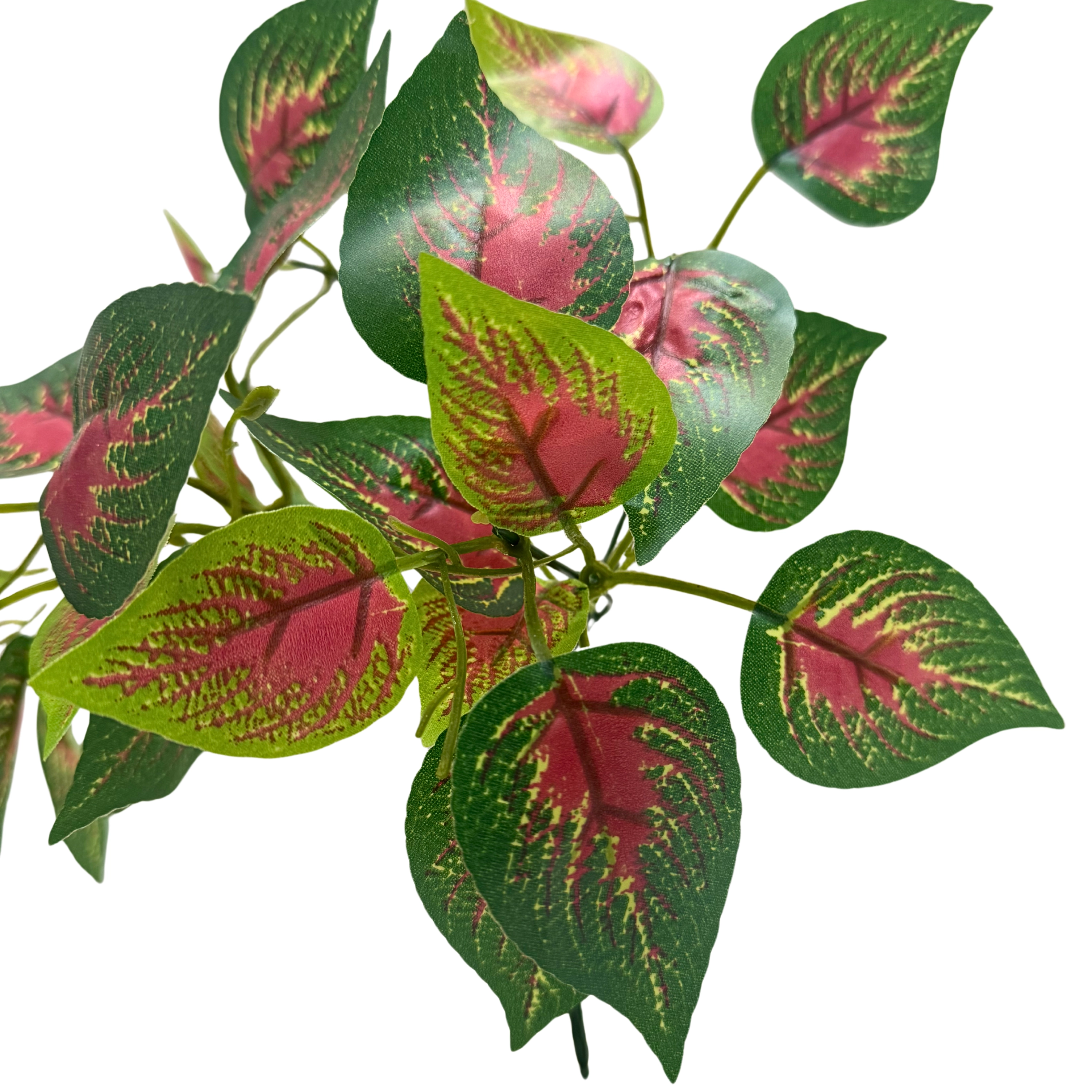 Bq Caladium 34cm X5 C27 Folhas Verde 42706