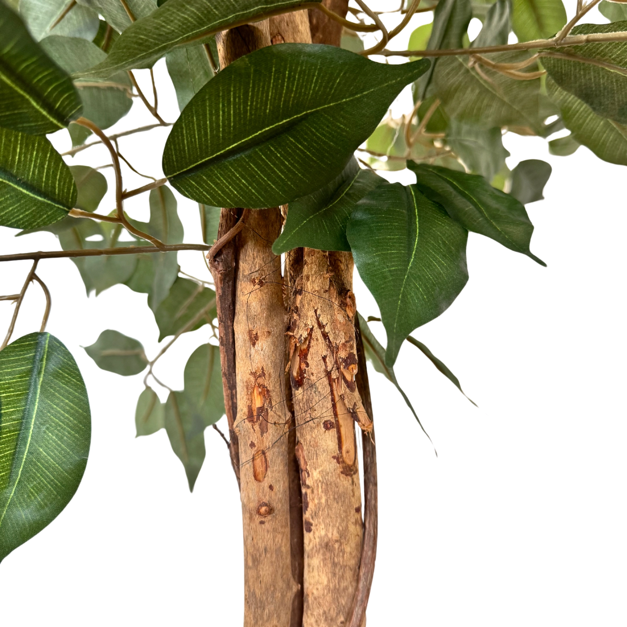 Arvore Ficus Pote X3 120cm 43366 Bela Flor