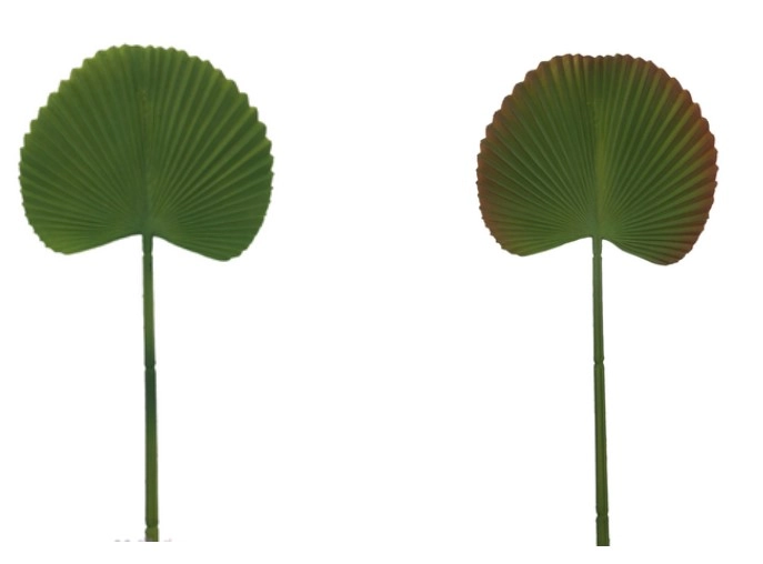 Folha De Leque 64cm Ref.sy01477 Bella Garden