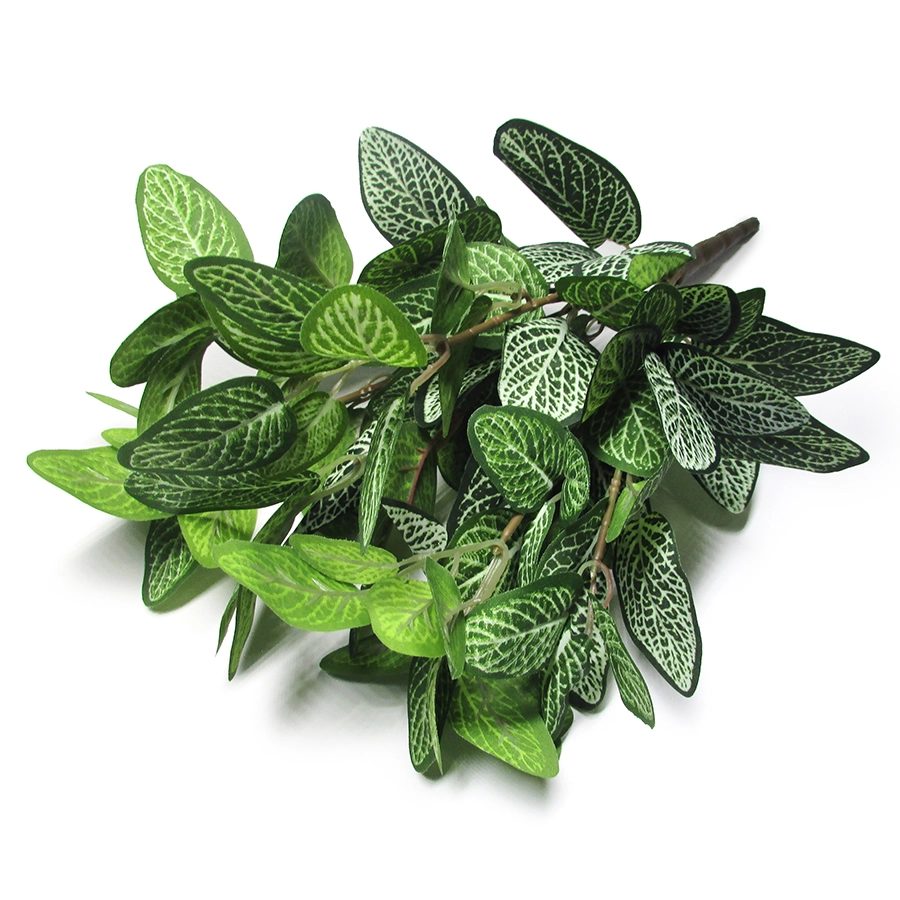 Buque Fittonia Verde X7 W113 169 Winmax