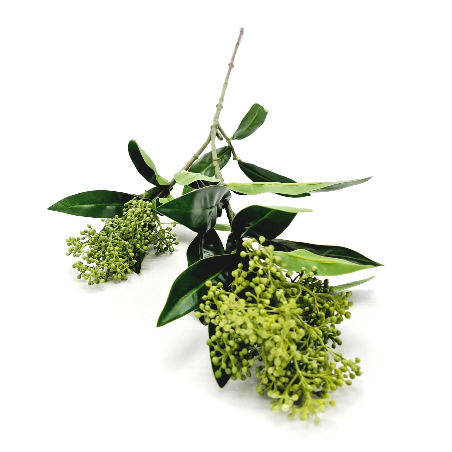 Galho Skimmia Japonica X2 75cm W300 151vd Winmax