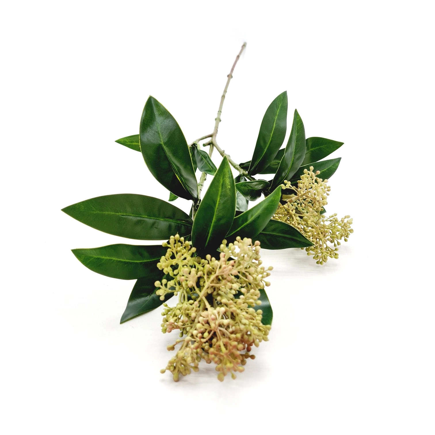 Galho Skimmia Japonica X2 75cm W300 151rs Winmax