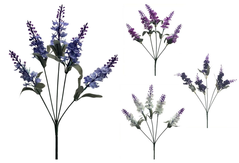 Bq De Lavanda X5