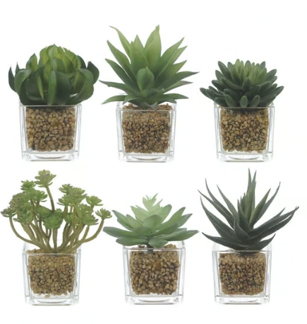 Mini Suculenta Vaso Vidro Fb 129263 Bella Flor