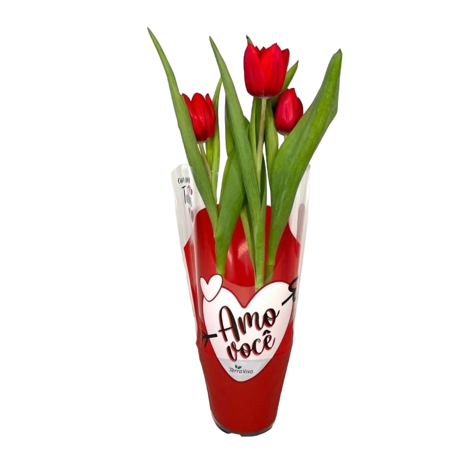 Flor Tulipa Pt12 Qualiflores