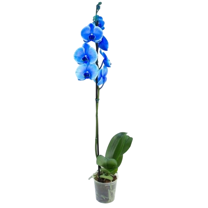 Flor Phalaenopsis Azul Pt12 Qualiflores