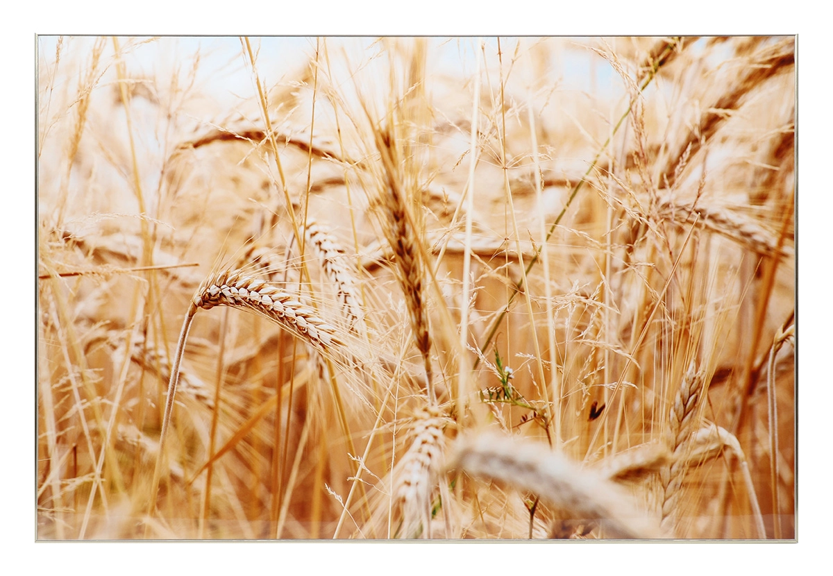 Quadro 60x90x2.7cm Dqu419 Madalozzo