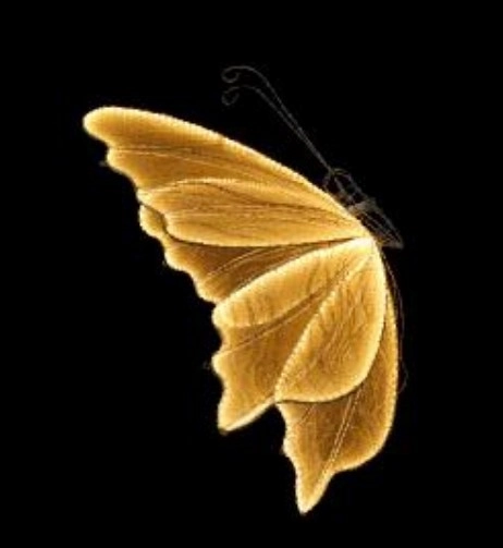 Borboleta Iluminada Warm Bivolt 60cm Magizi