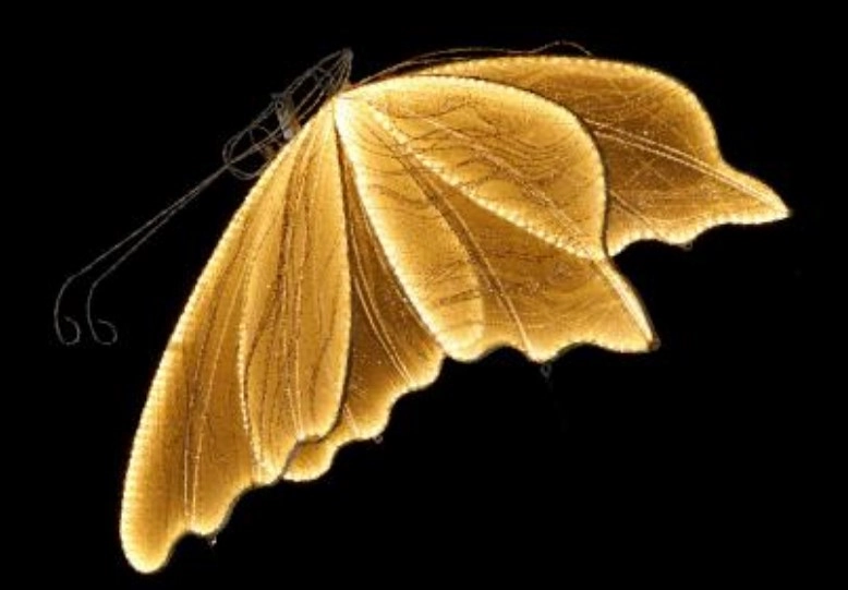 Borboleta Iluminada Warm Bivolt 80cm Magizi